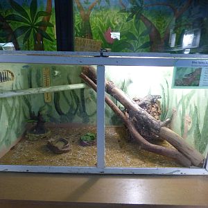 Blue Spiny Lizard Exhibit