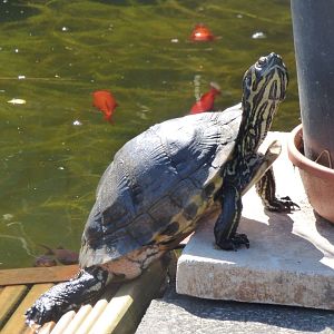Slider in outdoor pond