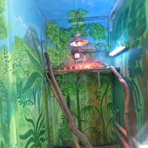 Green Iguana Exhibit