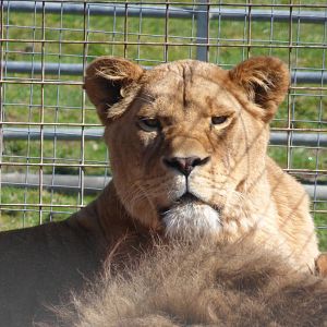 Female African Lion, Wilma