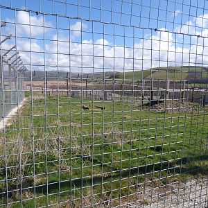 View of Lion Enclosure in Extension