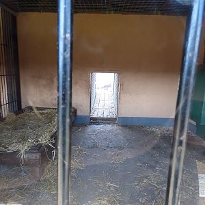Indoor Lion Enclosure in Extension