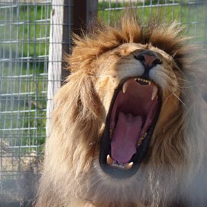 Male African Lion, Zulu