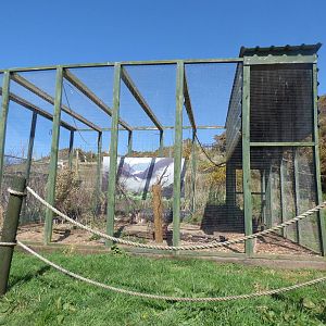 Grey Partridge & Azure-Winged Magpie Enclosure