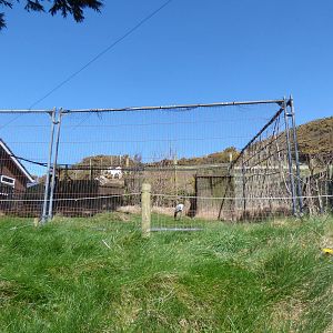Demoiselle Crane Enclosure
