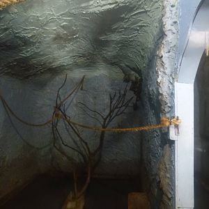 Egyptian Fruit Bat Enclosure