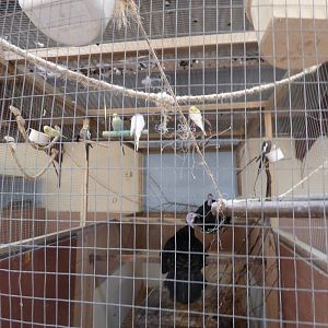 Bizarre Mixed Exhibit of Turkey,Budgerigar,Cokatiel & Domestic Europena
