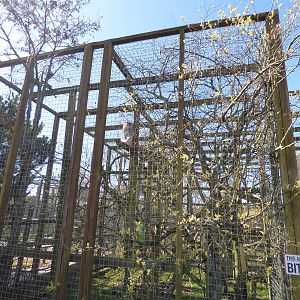 Patas Monkey Enclosure