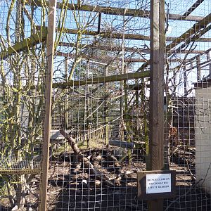 Ring-Tailed Coati enclosure