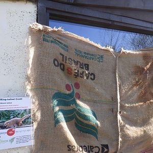 Covered Up Indoor Viewing of Ring-Tailed Coati Due to Pregnant Female