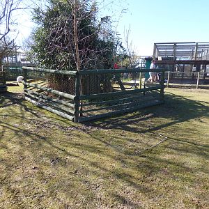 Bennett's Wallaby 2nd Enclosure