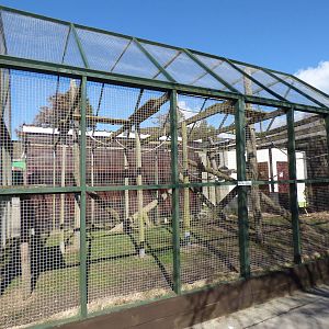 Ring-Tailed Lemur Enclosure