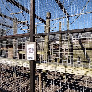 Black-Capped Capauchin Enclosure