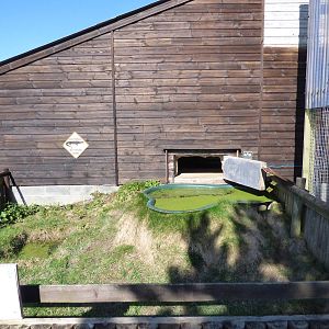 Outdoor Spectacled Caiman Enclosure