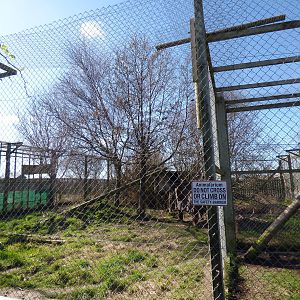 Eurasian Lynx Enclosure