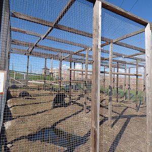 Black Turkey Enclosure in Extension