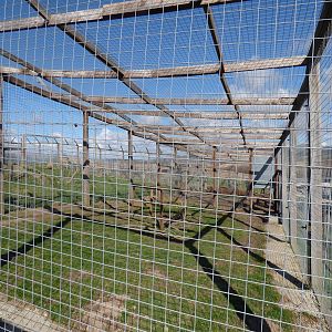 Roofed Lion Enclosure in Extension