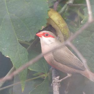 Unknown Species in White-rumped Shama Aviary