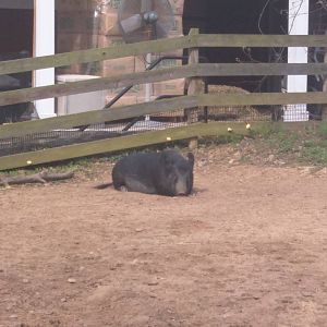 Kids Farm - Ossabaw Island hog