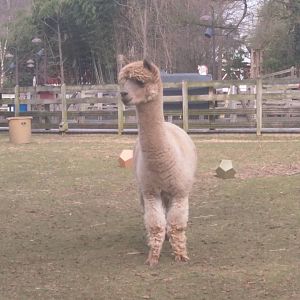 Kids Farm - Alpaca