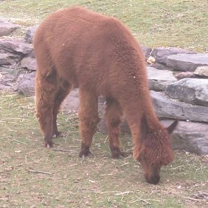 Kids Farm - Alpaca