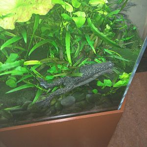 Amazonia - African Clawed Frog