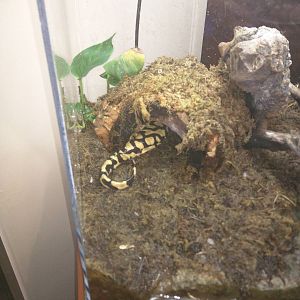 Amazonia - Western Tiger Salamander