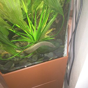 Amazonia - Rubber Eel (Typhlonectes Natans)