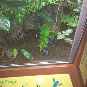 Amazonia - Blue Poison Frog