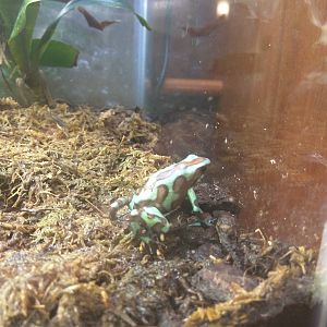 Amazonia -Green and Black Poison Frog