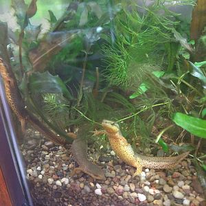Amazonia - Eastern Red-Spotted Newt