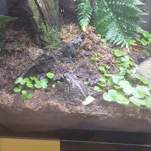 Amazonia - Fowler's Frog