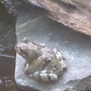 Amazonia - Fowler's Frog