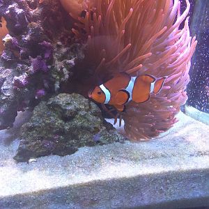 Amazonia - Coral Lab - Clownfish