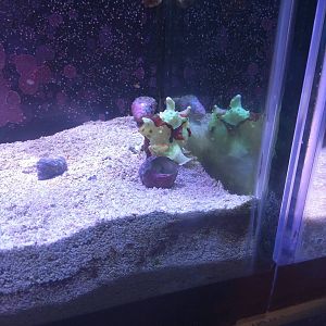 Amazonia - Coral Lab - Warty Frog Fish