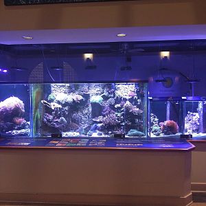 Amazonia - Coral Lab