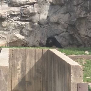 National Zoo - Andean Bear