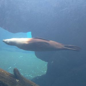 American Trail - California Sea Lion