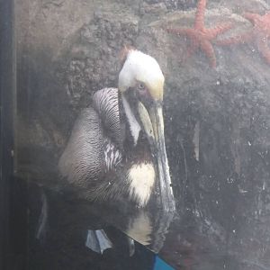 American Trail - Brown Pelican