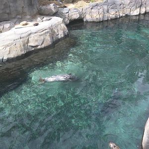 American Trail - Gray Seal - Selkie - Someone else