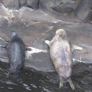 American Trail - Gray Seal - Gunther - Kara or Kyjya