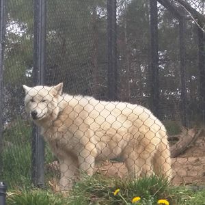 American Trail - Gray Wolf - Crystal