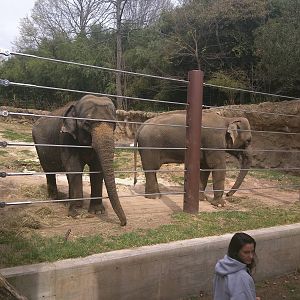Elephant Trails - Asian Elephant - Kamala - Maharani