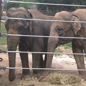 Elephant Trails - Asian Elephant - Kamala - Maharani