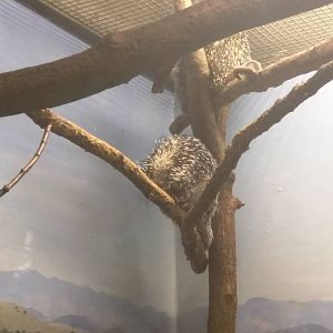 Small Mammal House - Prehensile Tailed Porcupine