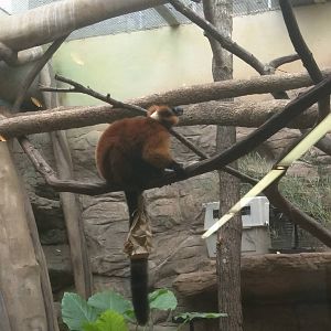 Small Mammal House - Red Ruffed Lemur