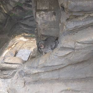 Small Mammal House - Chinchilla