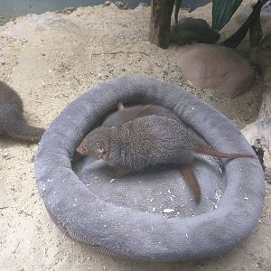 Small Mammal House - Dwarf Mongoose