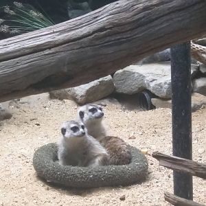 Small Mammal House - Meerkat