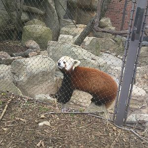 Small Mammal House - Red Panda